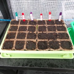 Tomatoes From Seed – My First Time (and some other stuff)