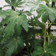 Fatsias for Foliage