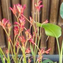 Kangaroo Paws For Thought