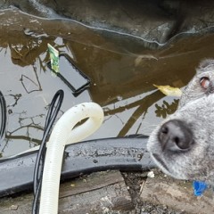 Duck Pond – Overdue for Cleaning