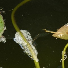 Frog Pond Update: Water Lilies Arrival