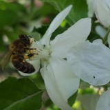 Garden Update: Assorted Bits and Bobs